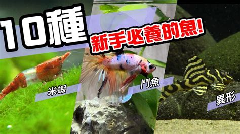 家裡養什麼魚最好|新手必看：5種易養魚種